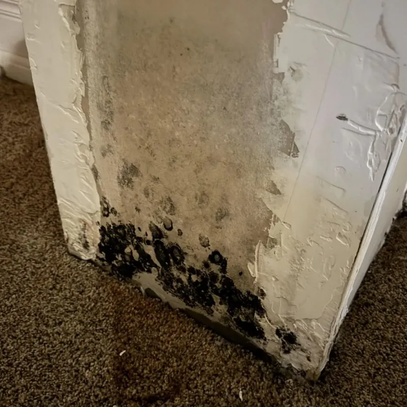 Professional Mold Removal in Oxford County, ME